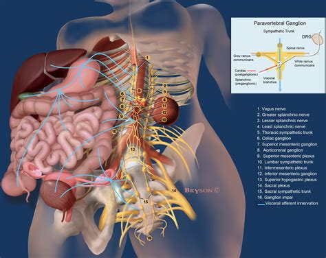 Visceral versus somatic pain: an educational review of anatomy and ...