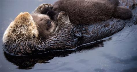 Adorable baby otter snooze's on mum's belly as the pair snuggle up for a relaxing float in the ...