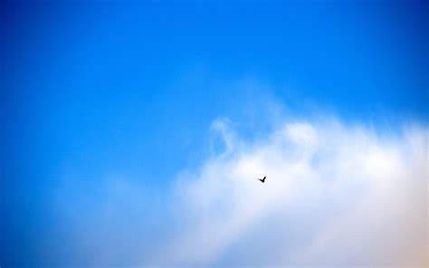 birds flying sky clouds Wallpapers HD / Desktop and Mobile Backgrounds