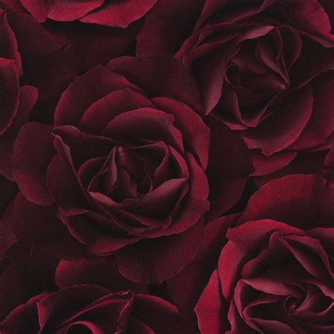 Maroon Roses Wallpapers - Top Free Maroon Roses Backgrounds - WallpaperAccess