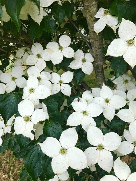 Venus Dogwood Flower - Halka Nurseries