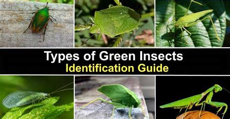 Types of Green Insects With Pictures and Names - Identification Guide