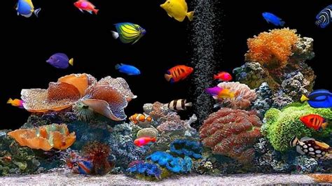 Resultado de imagen de fondos de escritorio en movimiento | Aquarium ...