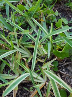 Must See! 2 Trailing Variegated St. Augustine Grass Plugs – Kens-Nursery