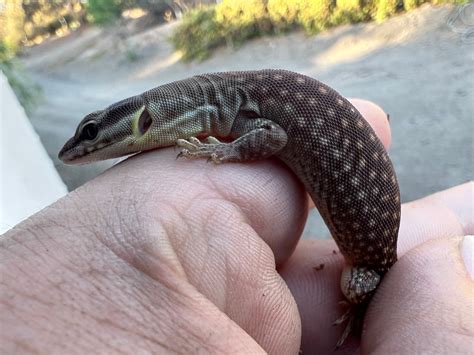 Yellow Ackie Monitors Spiny-Tailed Monitor by Ashton's Dragons & Snakes ...