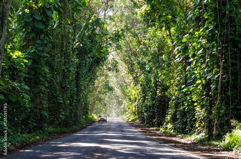 Tunnel of Trees Stock Photo | Adobe Stock