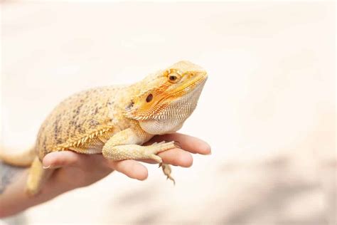 Bearded Dragon Habitat Map