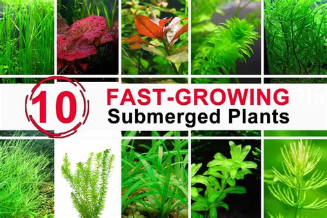 Submerged Aquarium Plants as Nitrate Suppressors - Shrimp and Snail Breeder