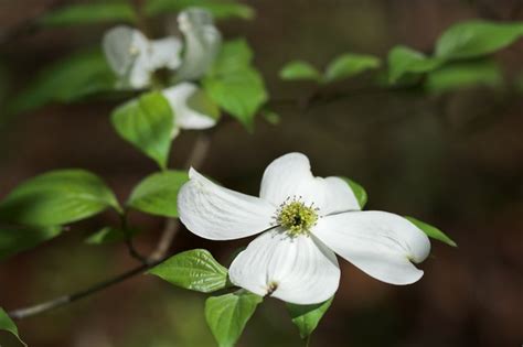 Dogwood Tree Leaf Identification | Hunker