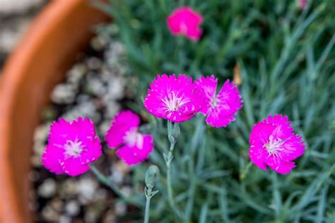 Perennial Dianthus: Plant Care & Growing Guide