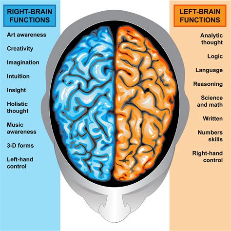 Lateralization of Brain Function & Hemispheric Specialization