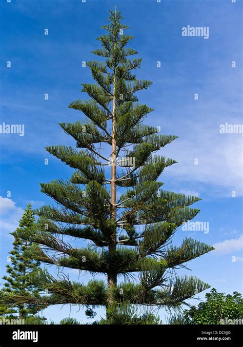 dh Norfolk Island Pine CONIFER TREE Norfolk pine tree Araucaria ...