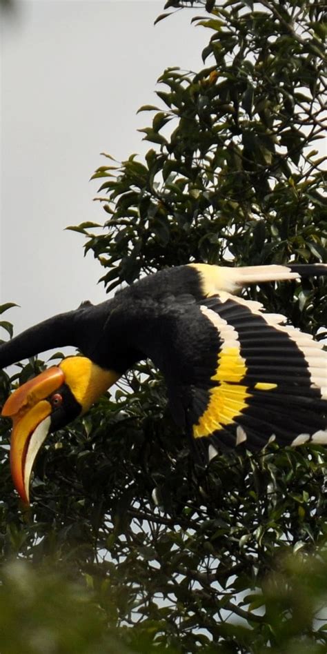 Hornbill hotspots