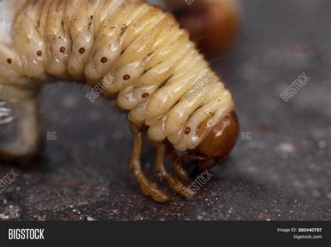 Larvae Ground Beetle. Image & Photo (Free Trial) | Bigstock