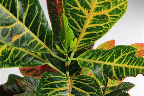 Crotons, Codiaeum variegatum - How to Grow and Care for House Plants - Plantopedia