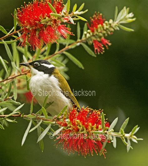 Photos of Australian Honeyeaters, Stunning Images of Birds of Australia