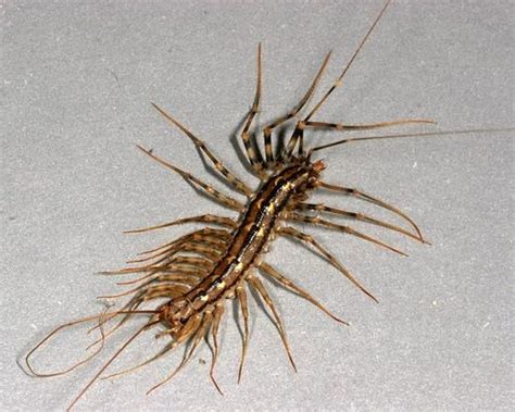 House centipede - CreationWiki, the encyclopedia of creation science