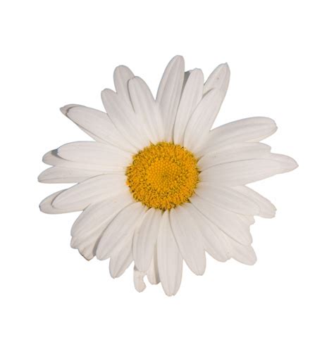 Daisy Flower White Background Free Stock Photo - Public Domain Pictures