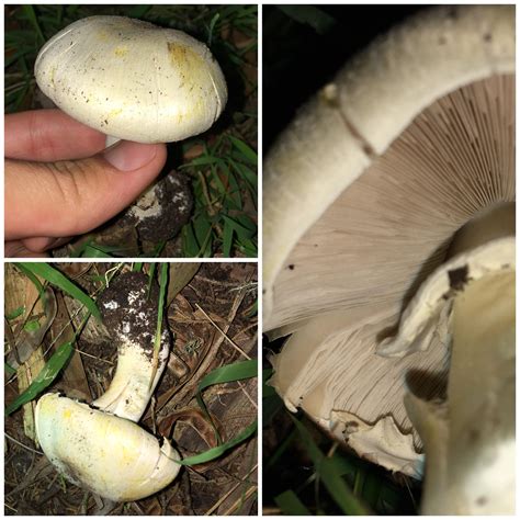 Amanita Phalloides? : r/ShroomID