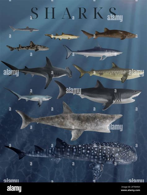 Educational poster depicting various shark species to scale Stock Photo ...