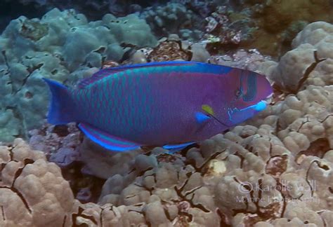 Spectacled Parrotfish (Chlorurus perspicillatus)