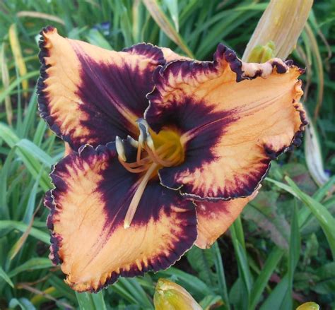 Daylilies: Plant Care and Collection of Varieties - Garden.org