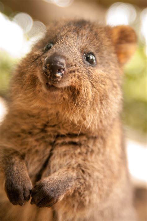 Meet the Quokka — the Happiest Animal Ever Smiling Animals, Happy ...