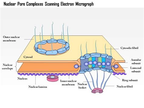 Nuclear Lamina Structure