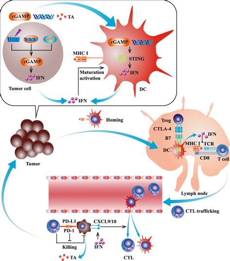 The role of cGAS-STING pathway in anti-tumor immunity. The cGAS-STING ...