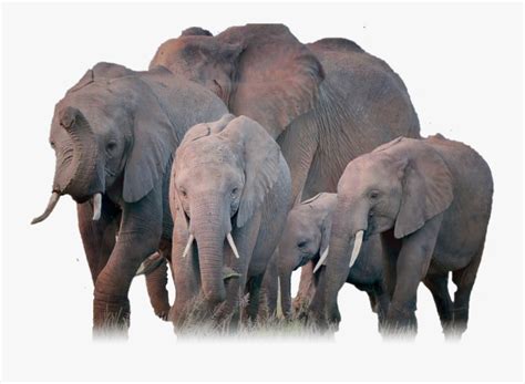 Herd Of Elephants Png , Free Transparent Clipart - ClipartKey