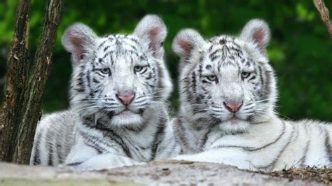 Snow Tiger Cubs Wallpaper