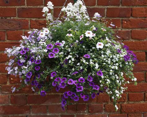 Hanging Basket Grower, Green Pastures, Norwich, Norfolk