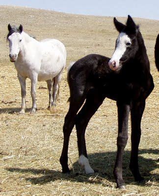 Nokota® Horse Colors - zeiglernokotas Theodore Roosevelt National Park, Wild Mustangs, Rare ...