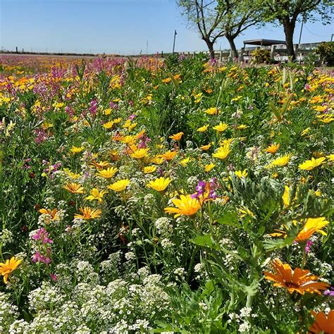 Dry Meadow Wildflower Seed Mix | American Meadows