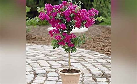 How To Grow Bougainvillea Bonsai From Seed