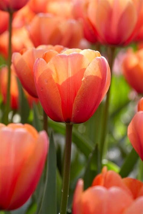 Tulipa Darwin Hybrid 'Apricot Impression' Tulip from ADR Bulbs