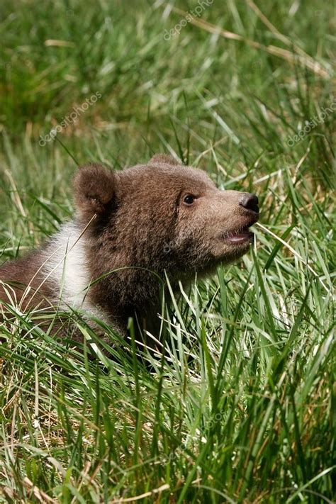 Grizzly bear cub sitting in green grass — Stock Photo © DonyaNedomam ...