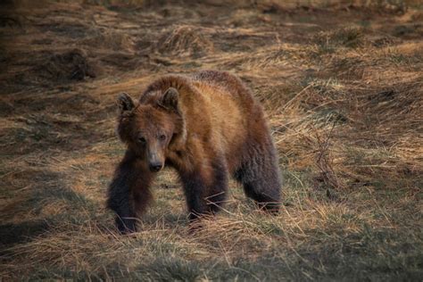 How to SURVIVE A BEAR ATTACK in Canada and the United States