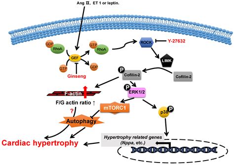 Cells | Free Full-Text | Actin-Binding Proteins in Cardiac Hypertrophy