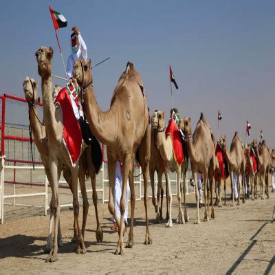 Al Dhafra Festival | Celebrating Emirati Culture and Rich Heritage