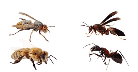 Bees vs Ants. Why Bees are Best.