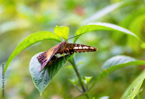 Brown Clipper Butterfly "Parthenos sylvia philippensis" sits on leaf showing front head, thorax ...