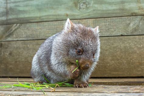 3,500+ Wombat Stock Photos, Pictures & Royalty-Free Images - iStock