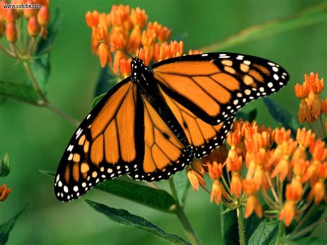 Monarch Butterfly | Monarch butterfly, Butterfly pictures, Orange butterfly