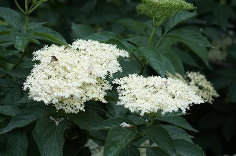 Premium Photo | Elder tree flowers