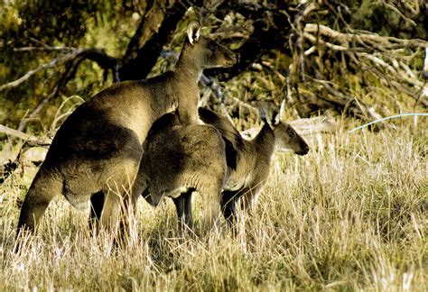 Kangaroo's mating | Bob Caddell | Flickr