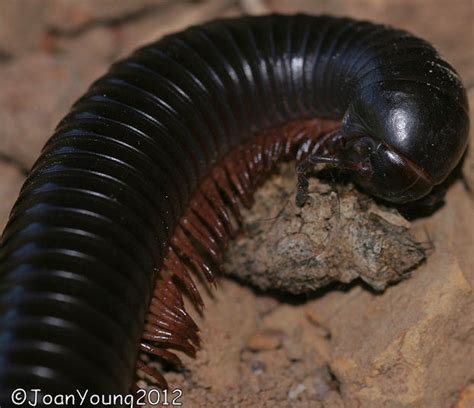 South African Photographs: Millipedes – Family Myriapoda