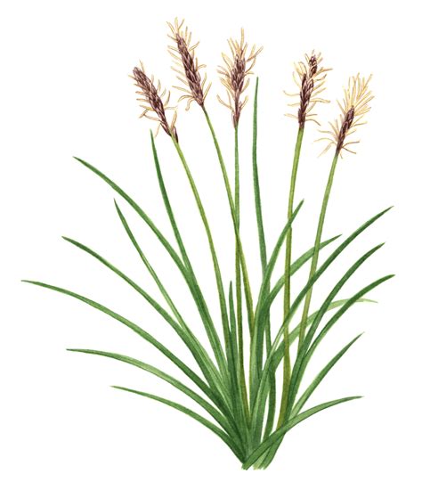 Pennsylvania Sedge - Maine Native Plants