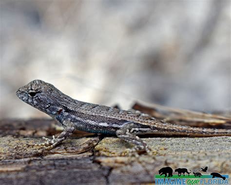 Florida Scrub Lizard – Imagine Our Florida, Inc