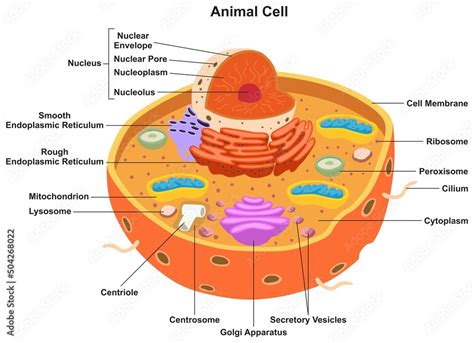 Animal cell parts and structure infographic diagram for biology science education cartoon vector ...